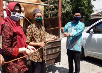 Kemenag Jepara Bagikan Zakat Produktif Sapi dan Modal Usaha