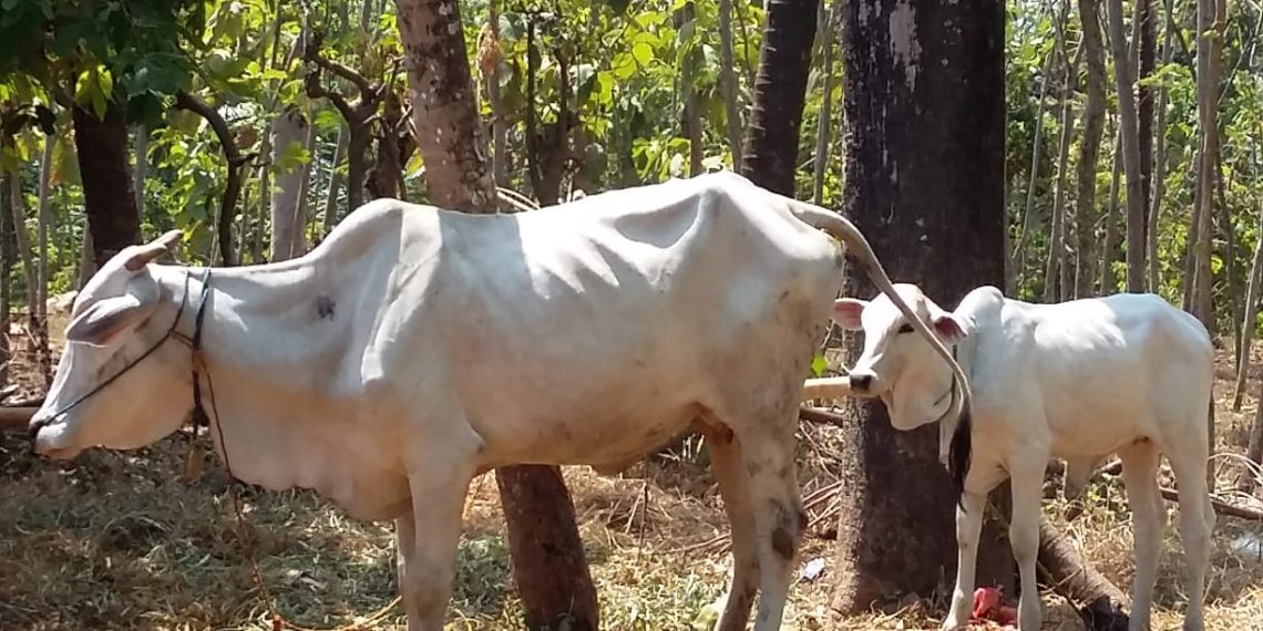Zakat Produktif UPZ Kemenag Jepara Akhirnya Membuahkan Hasil