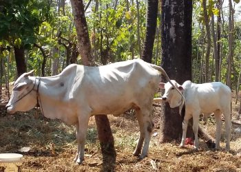 Zakat Produktif UPZ Kemenag Jepara Akhirnya Membuahkan Hasil