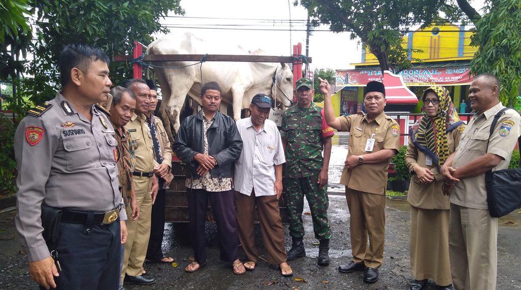 UPZ Kemenag Jepara Gulirkan 4 Sapi Zakat Produktif