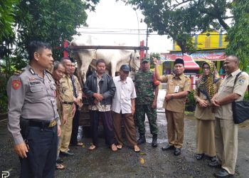 UPZ Kemenag Jepara Gulirkan 4 Sapi Zakat Produktif