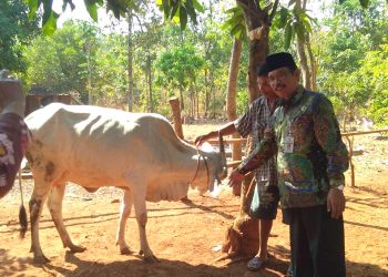 UPZ Kemenag Tasharufkan Sapi Produktif Untuk Anggota MT Bina Muallaf Karanggondang