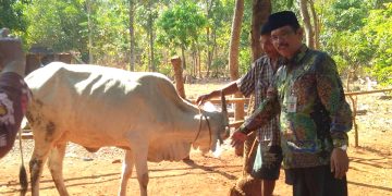 UPZ Kemenag Tasharufkan Sapi Produktif Untuk Anggota MT Bina Muallaf Karanggondang