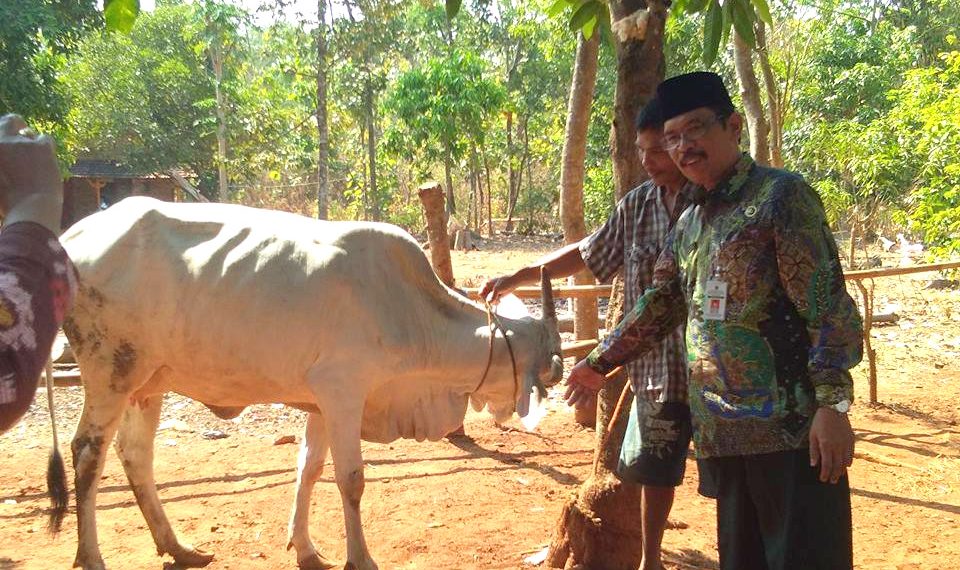 UPZ Kemenag Tasharufkan Sapi Produktif Untuk Anggota MT Bina Muallaf Karanggondang